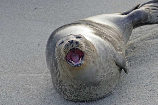 CA, San Diego Co Harbor seal yawning on beach